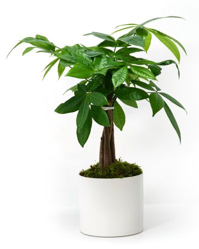 Tree of Fortune
