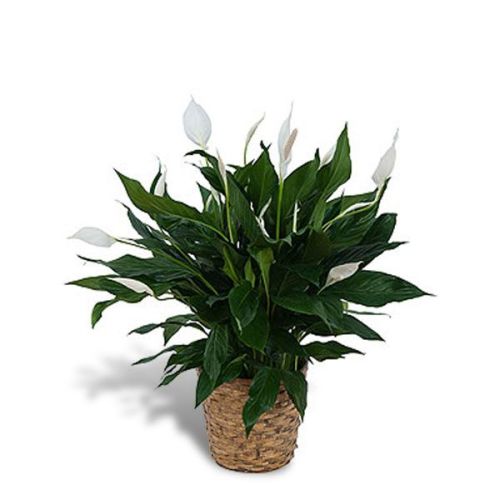 Peace Lily Plant 10in in Basket