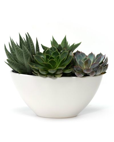 Sculpted Succulent