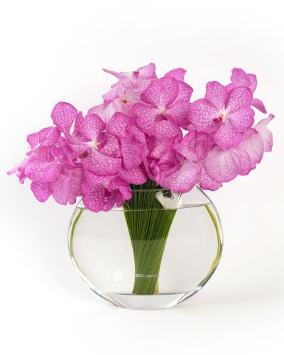 The Vanda Crown 