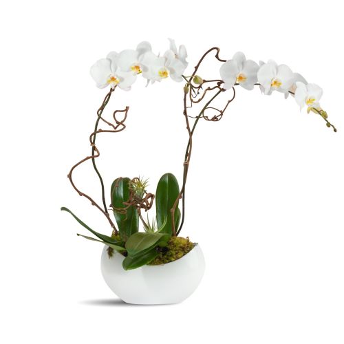 Alabaster Orchids