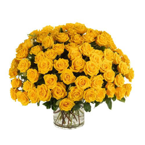 Six Dozen Yellow Roses